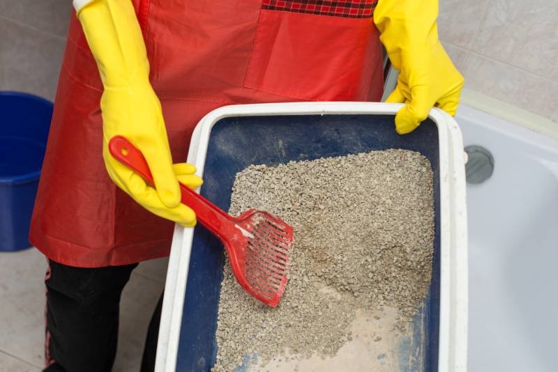 Litter Area Disinfection